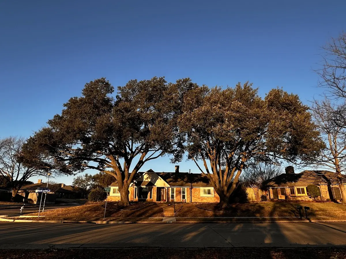 Established residential canopy tree shading a home in New Baden